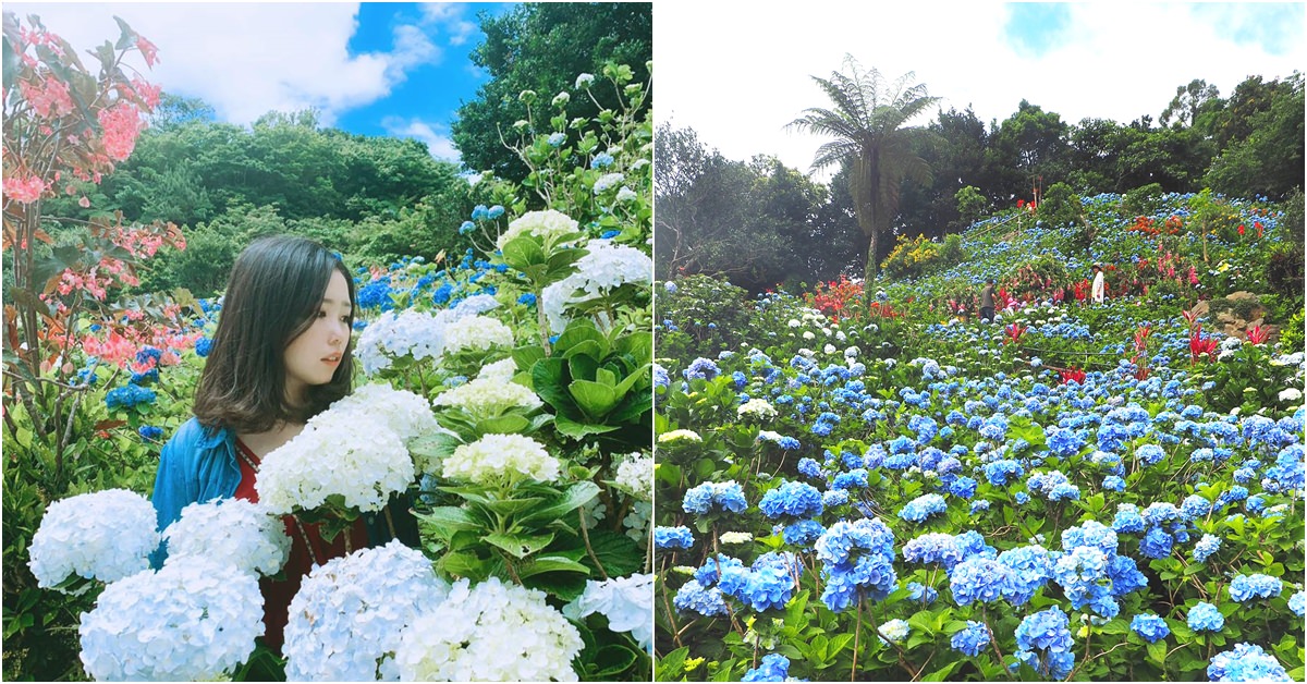 沖繩景點 | 超美超值得去的隱藏景點！Yohena 饒平名繡球花公園  開花時間、門票費用、導航資訊