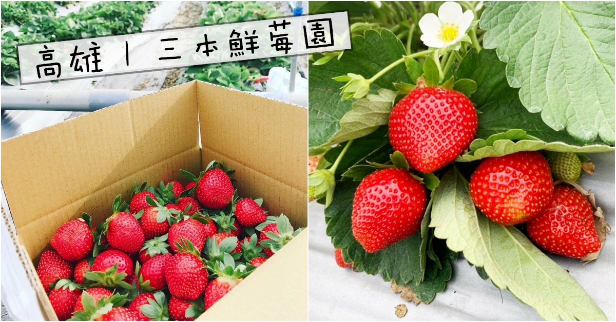 高雄採草莓 | 三本鮮莓園 阿蓮/大崗山 免入場費草莓園