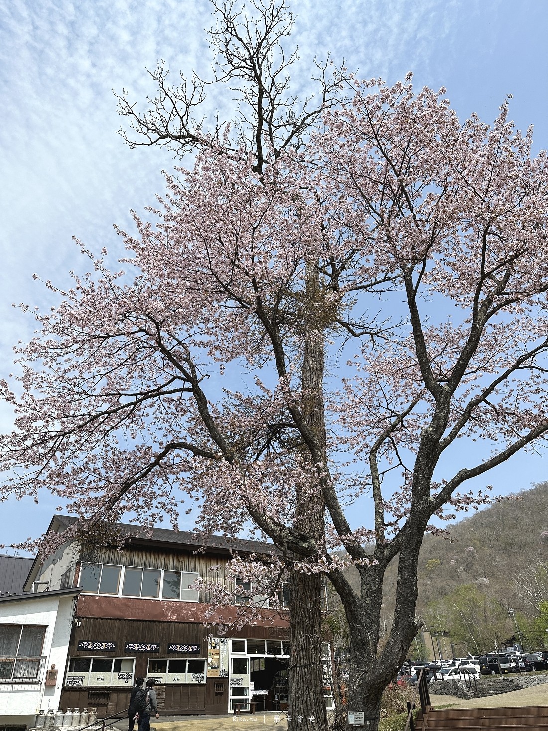 北海道 支芴湖 景點 必去 櫻花 美食 溫泉 住宿