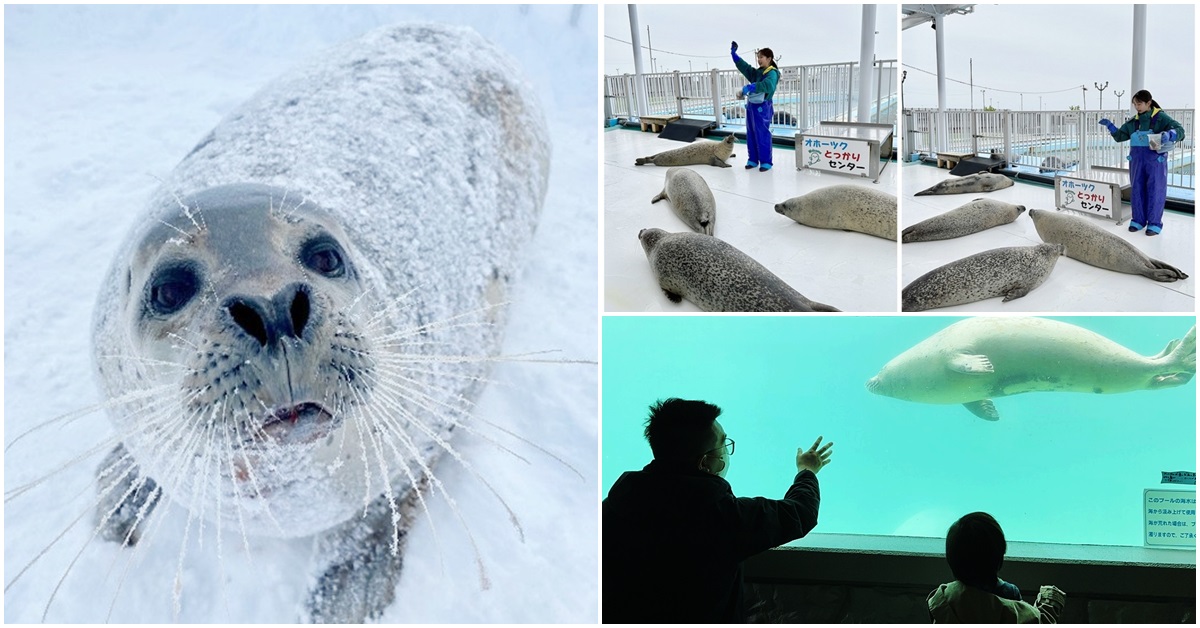 北海道景點 | 紋別 鄂霍次克海豹中心 救援海豹的中途之家
