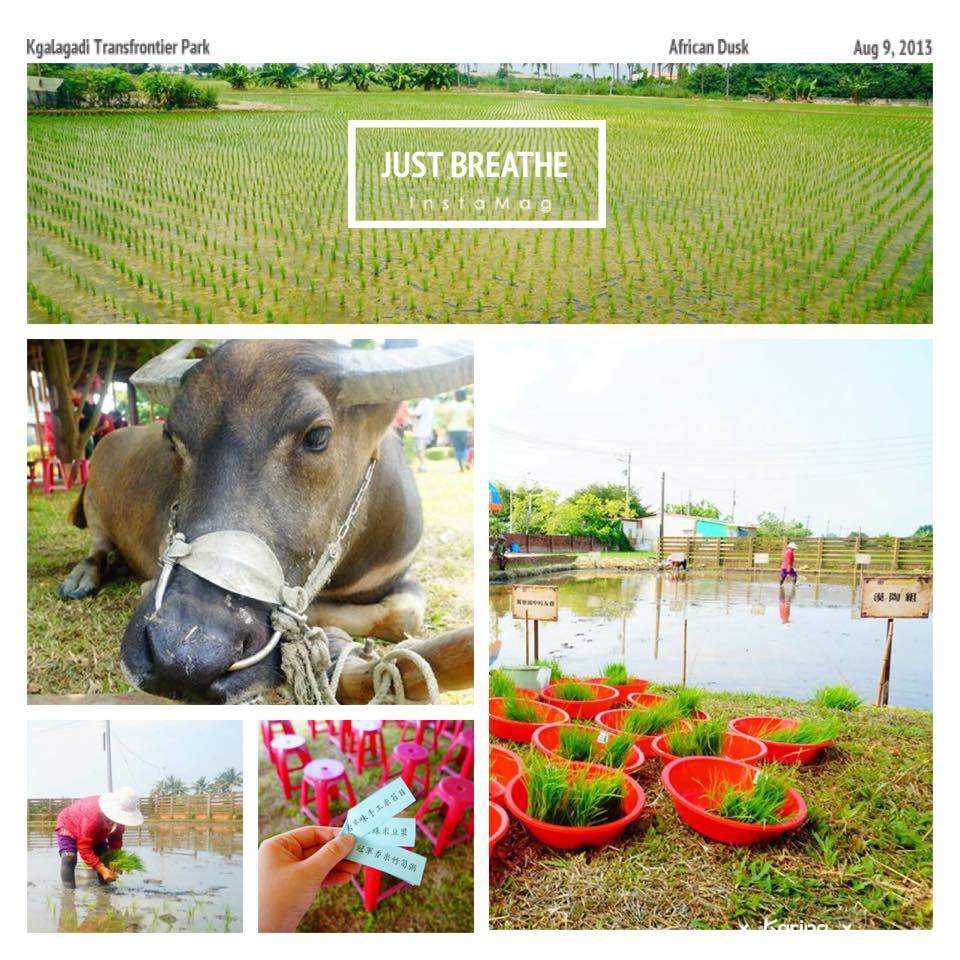 【景點*台南】 菁寮後壁 2015無米樂社區 插秧競賽  莊稼農村的美好時光